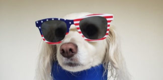 Η μεταμοντέρνα πολιτική επικοινωνία και τα σκυλάκια