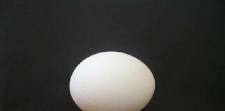 Εργαστηριακό κοτόπουλο