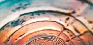 Αλγερία: Καλλιέργεια σιταριού στη Σαχάρα