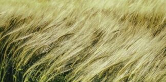 Αγροτικά πειράματα στην Αφρική